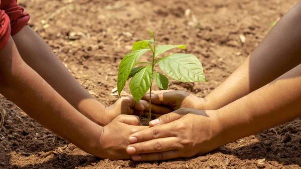 Mãos Menino Estão Ajudando Adultos Cultivar Pequenas Árvores Jardim Ideia — Fotografia de Stock