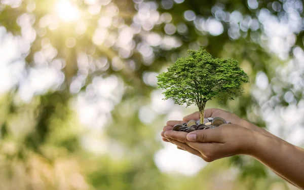 Trees are planted on coins in human hands with blurred natural backgrounds, plant growth ideas and environmentally friendly investments.