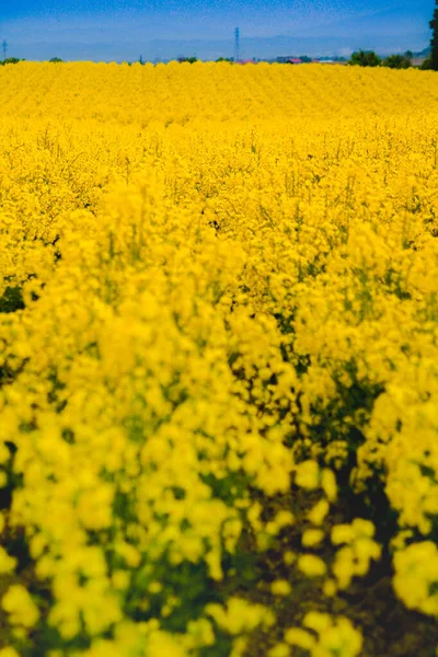 Guldgula Våldtäktsblommor Full Blom Som Planterades För Att Sälja Olja — Stockfoto