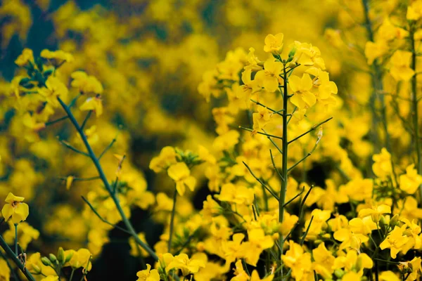 Guldgula Våldtäktsblommor Full Blom Som Planterades För Att Sälja Olja — Stockfoto