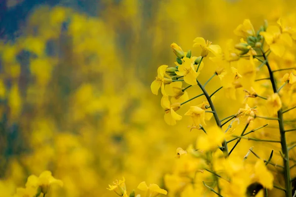 Guldgula Våldtäktsblommor Full Blom Som Planterades För Att Sälja Olja — Stockfoto
