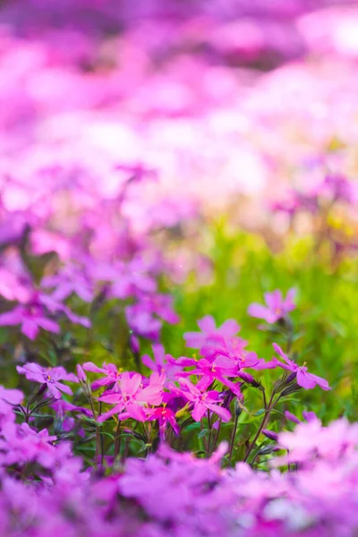 Rosa Felder Mit Rosa Moosblüten Die Frühling Auf Hokkaido Blühen — Stockfoto