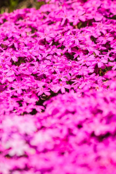 Pink fields of pink moss blossoms that bloom in spring in Hokkaido. Japan, a popular pink moss festival for tourists