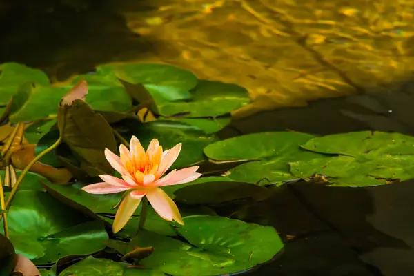 Цветок Лотоса Который Расцветает Утром Бассейне Зеленый Лист Лотоса Отражающий — стоковое фото