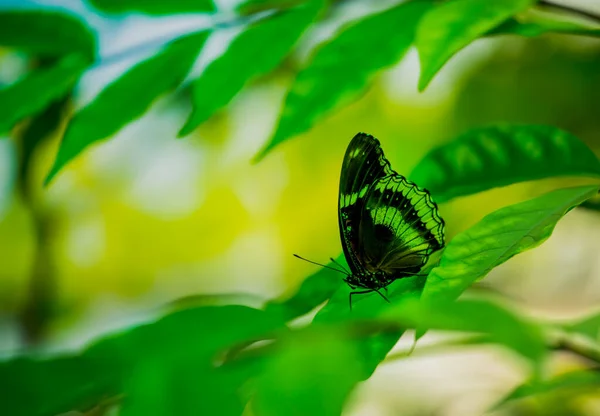 Der Leuchtend Schwarze Schmetterling Saugt Nektar Der Blüten Die Licht — Stockfoto