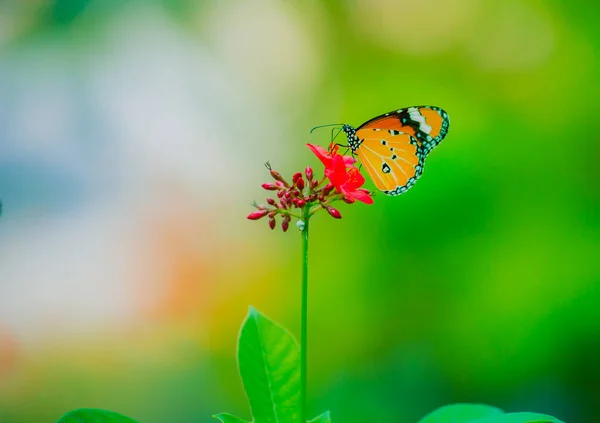 Bright Orange Red Butterfly Attracts Nectar Flowers Full Bloom Light Stock Picture