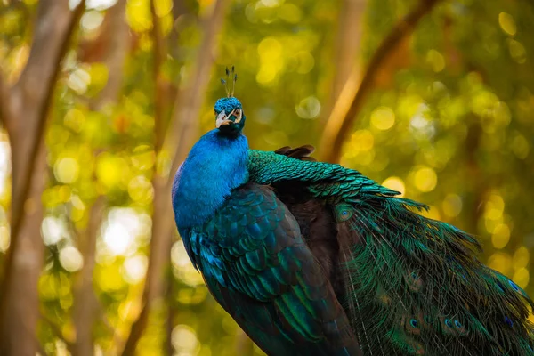 The peacock\'s rattan show tail and feathers are brightly colored, with shiny sequins interspersed in a calming grove.