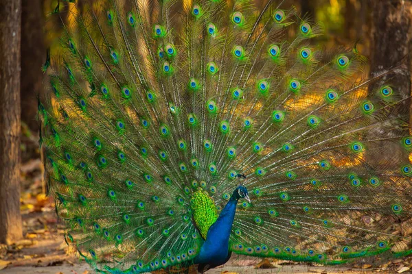 The peacock\'s rattan show tail and feathers are brightly colored, with shiny sequins interspersed in a calming grove.