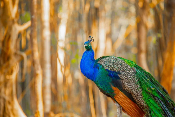 The peacock's rattan show tail and feathers are brightly colored, with shiny sequins interspersed in a calming grove.