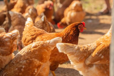 Tayland 'da doğal olarak yetiştirilen bir çiftlikteki tavuklar yumurta yemek için yetiştirilen tamamen şişman tavuklardır..
