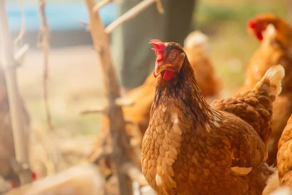 Tayland 'da doğal olarak yetiştirilen bir çiftlikteki tavuklar yumurta yemek için yetiştirilen tamamen şişman tavuklardır..