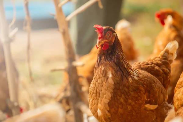 Pollos Una Granja Criados Naturalmente Los Orgánicos Tailandia Son Pollos Fotos de stock libres de derechos