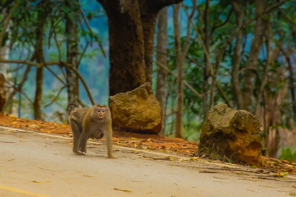 Baby Monkeys Attached Monkey Mother Walking Ground Safely Warmly Big — Stock Photo, Image