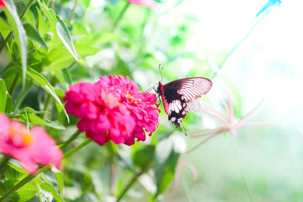 Butterflies Sucking Nectar Flowers Morning — Stock Photo, Image