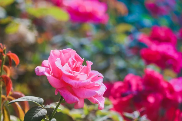 Rosa Rosen Blumengarten Der Sonne Ein Gefühl Von Liebe Und — Stockfoto