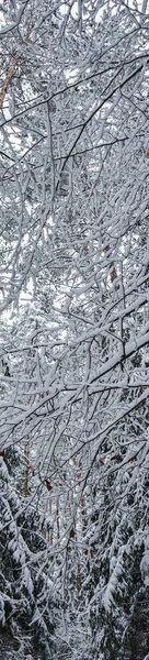 许多细枝上覆盖着毛茸茸的白雪. 美丽的冬天 — 图库照片