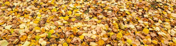 Sonbaharda parkta düşen sarı yapraklar. Doğa arkaplanı — Stok fotoğraf