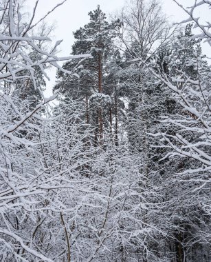 Yumuşak beyaz karla kaplı bir sürü ince dal. Güzel kış