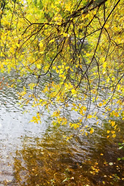 Jasnożółte liście na gałęziach nad wodą w słoneczny dzień — Zdjęcie stockowe