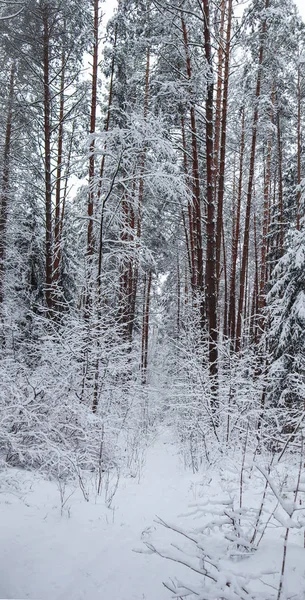 Muitos galhos finos cobertos com neve branca fofa. Belo inverno — Fotografia de Stock