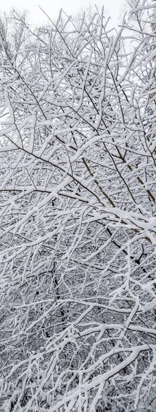 Many thin twigs covered with fluffy white snow. Beautiful winter — Stock Photo, Image