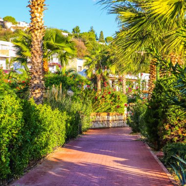 M 'de tropikal bitkiler olan küçük bir kasabanın güzel bir caddesi.