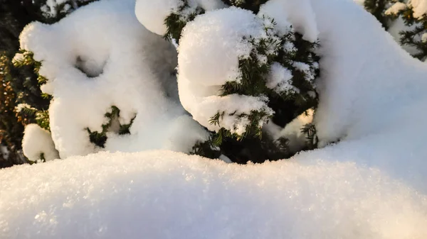 Winter garden covered with a thick layer of white fluffy snow on