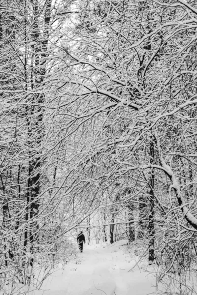 Un sacco di ramoscelli sottili ricoperti di soffice neve bianca. Bellissimo wi — Foto Stock