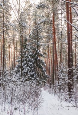 Güneşli bir günde karlı kış ormanı. Bir kayak t ile kar beyaz yol