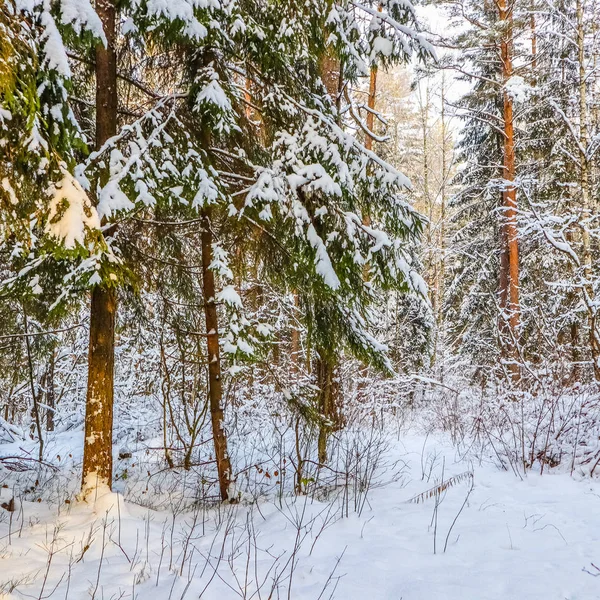 A lot of twigs and branches covered with fluffy white snow. Beau — Stock Photo, Image