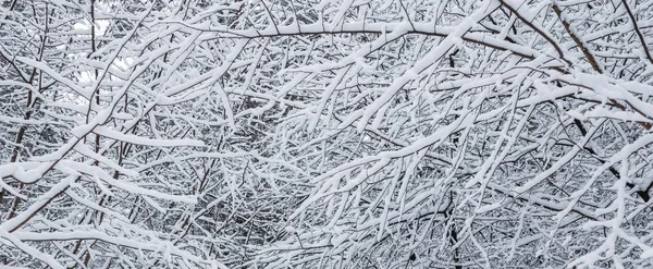 Muchas ramitas delgadas cubiertas de nieve blanca esponjosa. Hermoso invierno —  Fotos de Stock