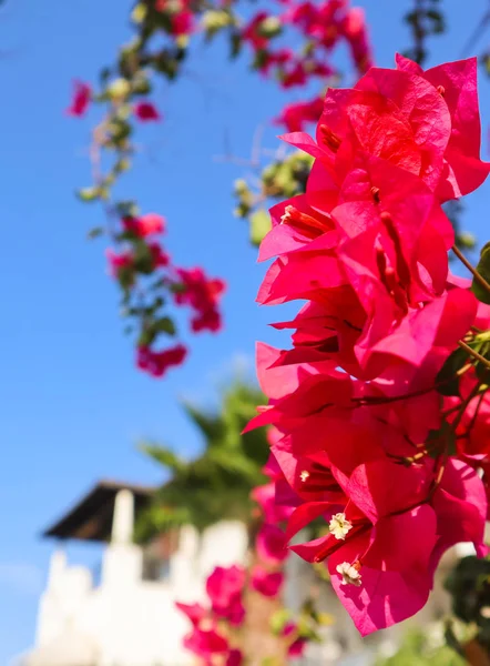Belles fleurs roses de begonville dans une maison d'été traditionnelle — Photo