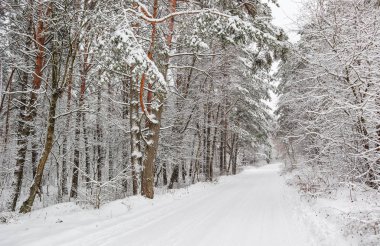 Karlı ağaçları ve beyaz bir yolu olan güzel bir kış ormanı. Peri