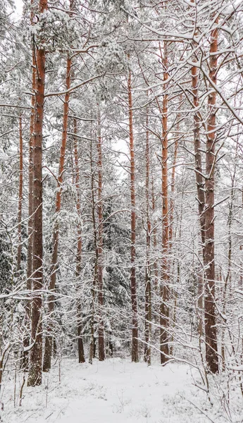Foresta invernale innevata. Alberi e cespugli ricoperti di neve — Foto Stock