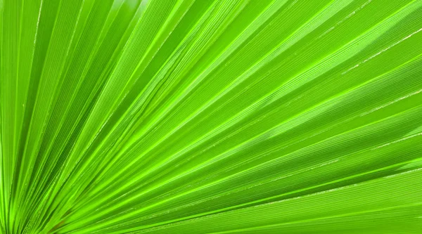 Palm leaf texture for background Stock Image