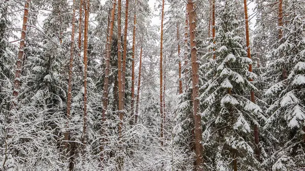 Floresta de inverno nevado. Neve coberto ramos árvores e arbustos — Fotografia de Stock