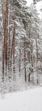 Karlı kış ormanı. Ağaçlar ve çalılar karla kaplıydı.