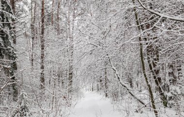 Karlı kış ormanı. Ağaçlar ve çalılar karla kaplıydı.