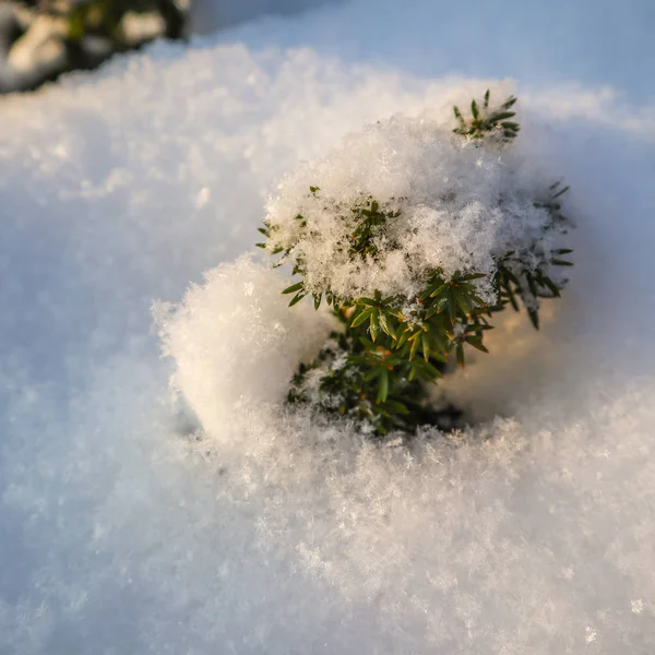 Nieve blanca fresca en un pequeño tejo en el jardín en un día soleado . —  Fotos de Stock
