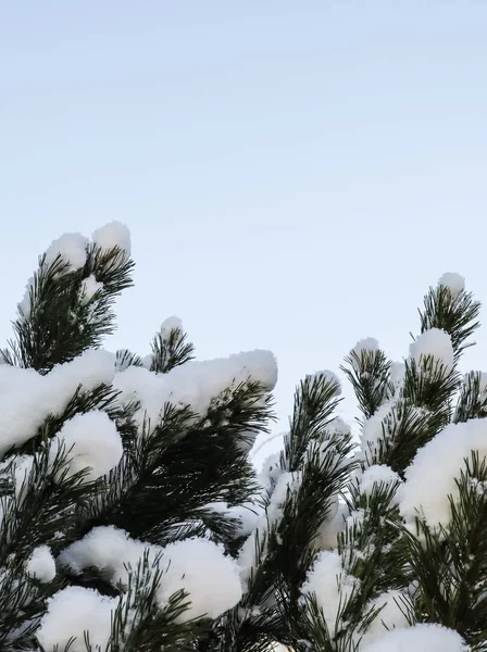 Pine branches are covered with a thick layer of white fluffy sno — 图库照片