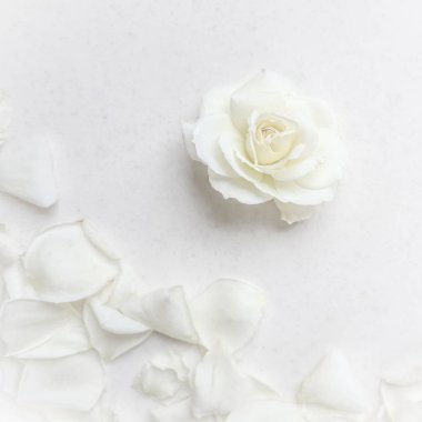 Güzel beyaz gül ve beyaz arka plan üzerinde yaprakları. G için ideal