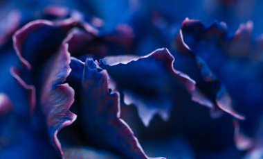 Soyut çiçek arkaplanı, mavi karanfil çiçeği. Makro çiçekler