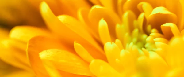 Abstract floral background, yellow chrysanthemum flower. Macro f — Stock Photo, Image