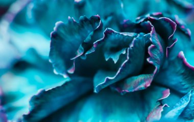 Soyut çiçek arkaplanı, mavi karanfil çiçeği. Makro çiçekler