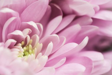 Soyut çiçek arkaplanı, pembe kasımpatı çiçeği. Makro flo