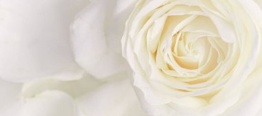 Yumuşak odak, soyut çiçek arkaplanı, beyaz gül çiçeği. Makro