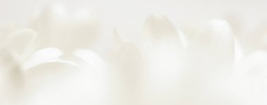 Soyut çiçek arkaplanı, beyaz kasımpatı çiçek yaprakları. M