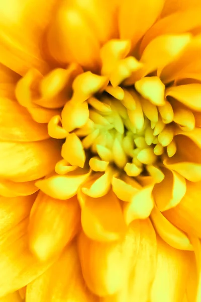 Fondo floral abstracto, flor de crisantemo amarillo. Macro f — Foto de Stock