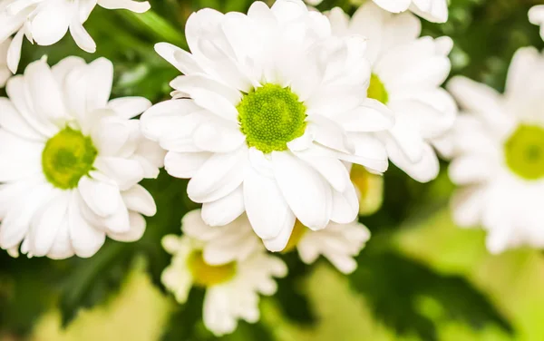 Absztrakt virágos háttér, fehér krizantém virágszirmok. M — Stock Fotó