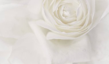 Yumuşak odak, soyut çiçek arkaplanı, beyaz gül çiçeği. Makro